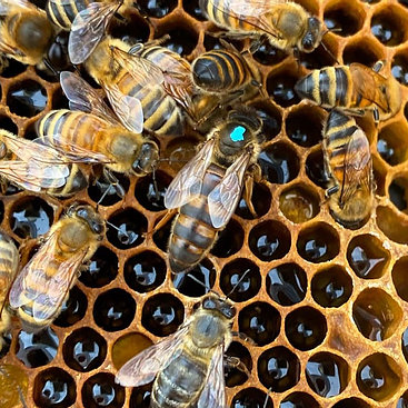 Early Season (April) VSH Queen Bee Pol-Line 2.2 strain
