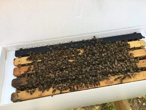 2024 Nucleus Beehive (NUC) with Marked VSH Queen (5 frame)