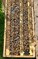 Load image into Gallery viewer, SIX (6) FRAME - 2024 Nucleus Beehives with VSH Queens (NUC)
