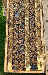 SIX (6) FRAME - 2024 Nucleus Beehives with VSH Queens (NUC)