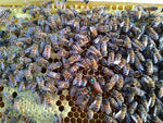 Load image into Gallery viewer, Early Season (April) VSH Queen Bee Pol-Line 2.2 strain
